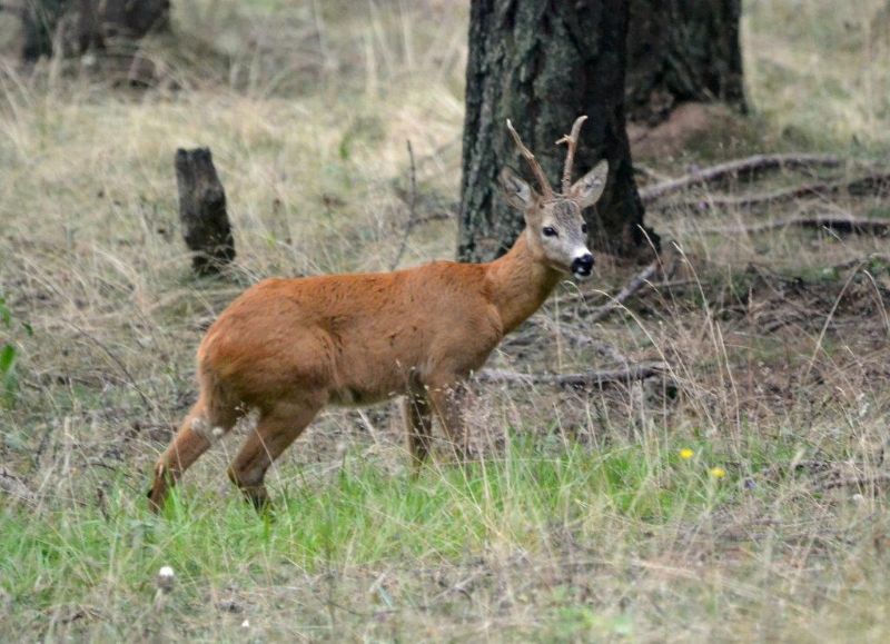 capriolo maschio ... senza paura!